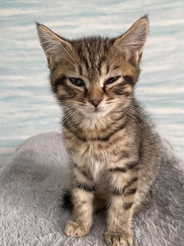 ミヌエット（旧ナポレオン）