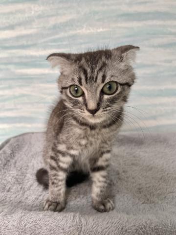 スコティッシュフォールド