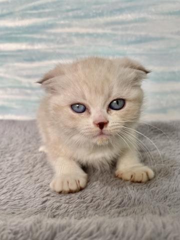 スコティッシュフォールド