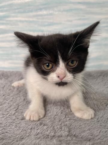 スコティッシュフォールド