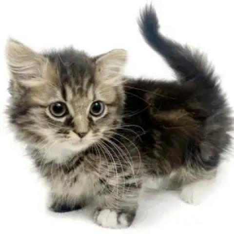 ミヌエット(旧ナポレオン)