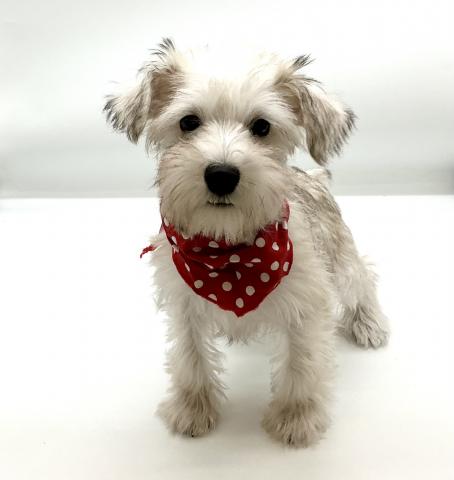 ミニチュアシュナウザー