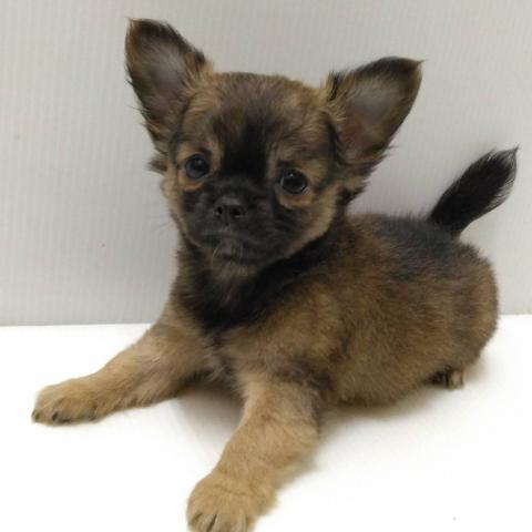 チワワ(ロングコート)