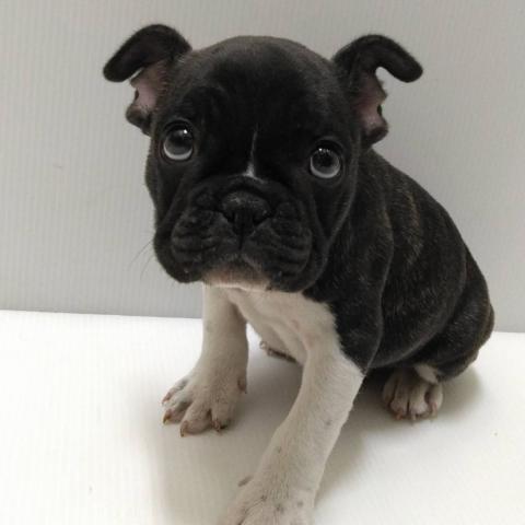 フレンチブルドッグ