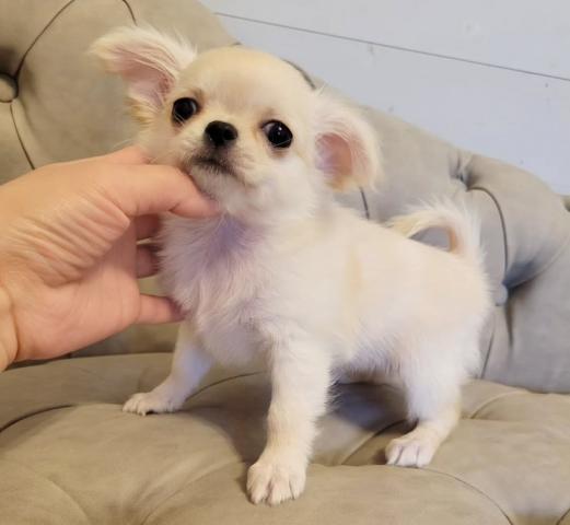 チワワ(ロングコート)