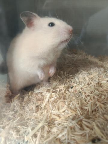 クリームハムスター／性別は詳細に記載。