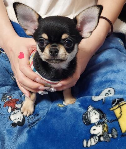 チワワ（スムースコート）