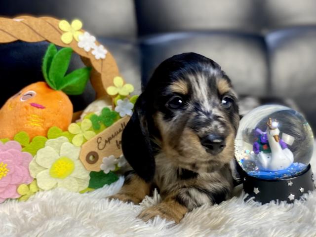 ミニチュアダックスフンド