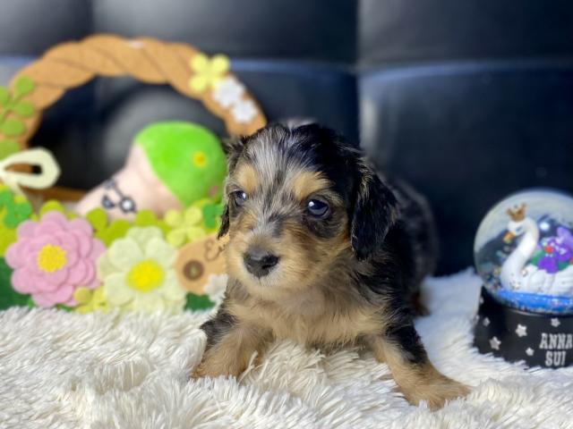 ミニチュアダックスフンド