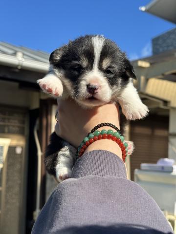 ウェルシュコーギーペンブローク