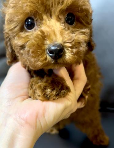 トイプードルティーカッププードル