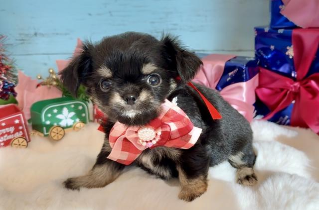 チワワ（ロングコート）