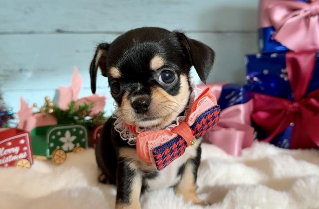 🩷ちゅるんちゅるんな手触りです🩷760