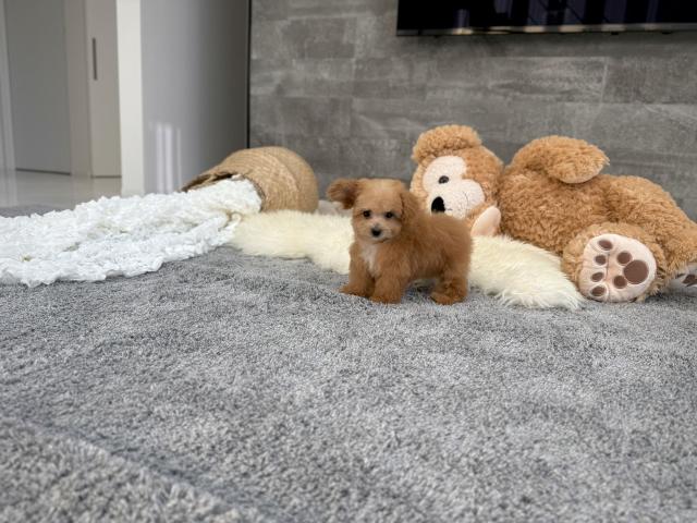 トイプードル5837