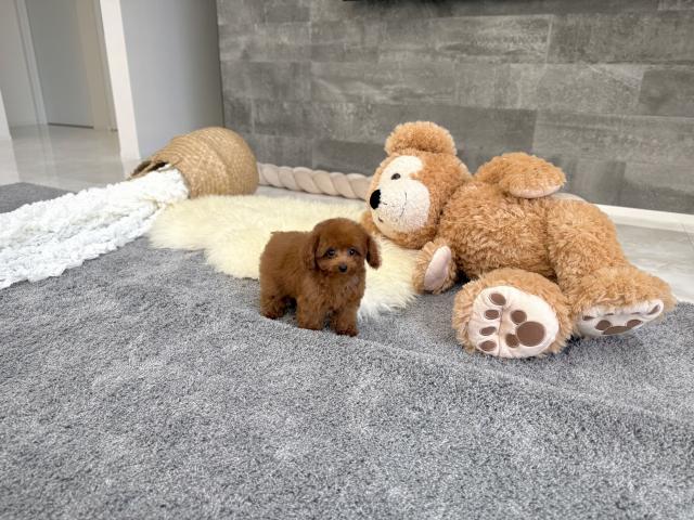 トイプードル5836