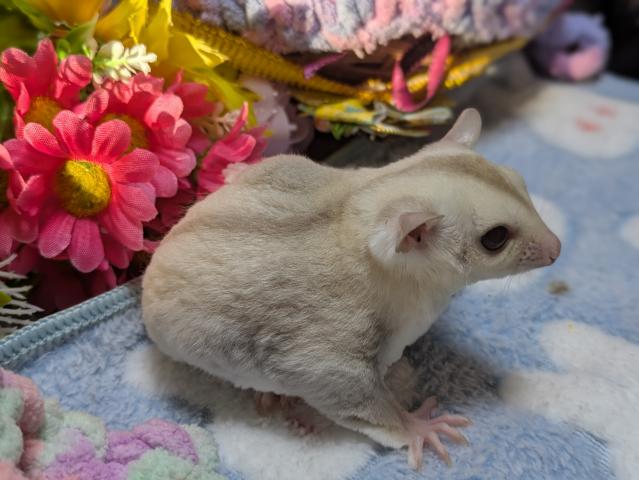 クリミノモザイク