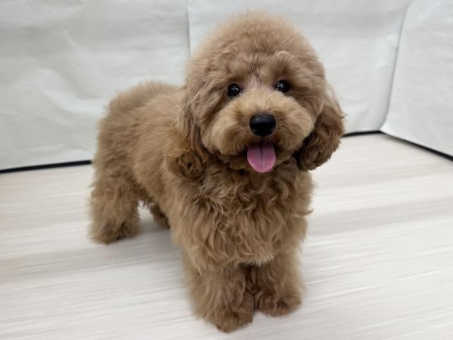 トイプードル
