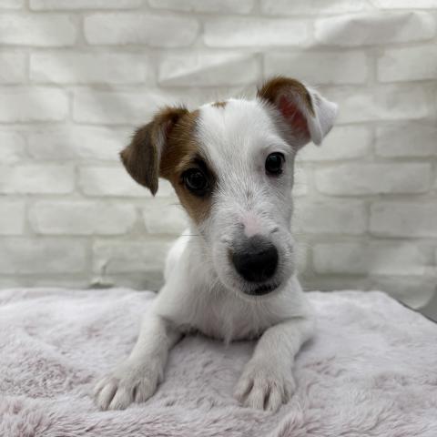 ジャックラッセルテリア