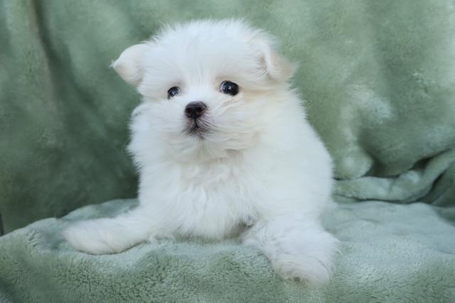 MIX❣️ふわふわで可愛い★表示価格は生体価格、ワクチン、マイクロチップ、生命、先天性病気保障、など諸費用全部含むの総額です！ ★ご来店お待ちしております。あ