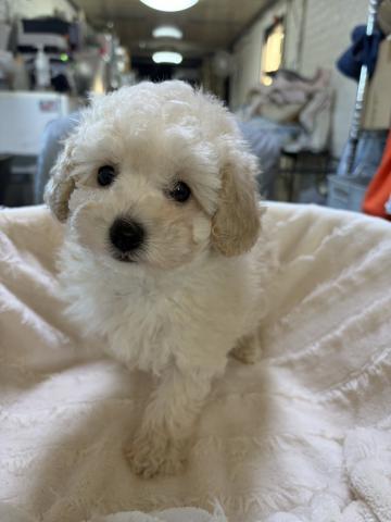 トイプードル
