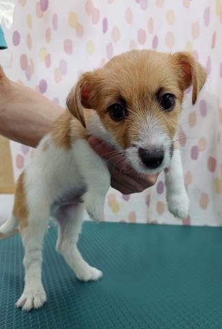 ジャックラッセルテリア