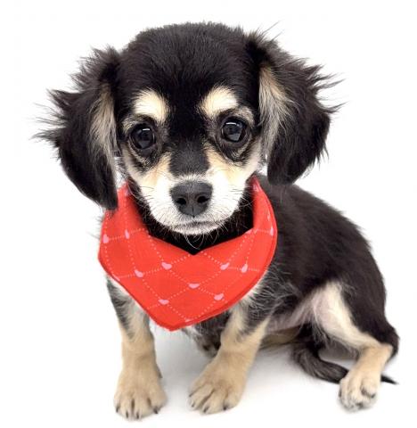 MIX チワワ×Mダックス