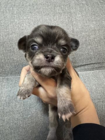 チワワ（スムースコート）