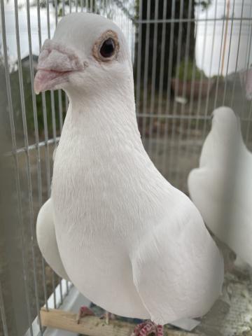 ドイツバトのペア売りさんです！