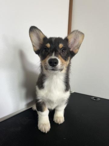 ウェルシュコーギーペンブロークトライカラー(ブラックヘッド)