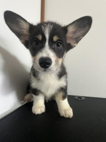 ウェルシュコーギーペンブロークトライカラー(ブラックヘッド)