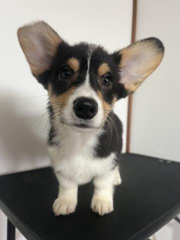 ウェルシュコーギーペンブロークトライカラー(ブラックヘッド)