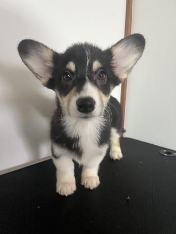 ウェルシュコーギーペンブロークトライカラー(ブラックヘッド)