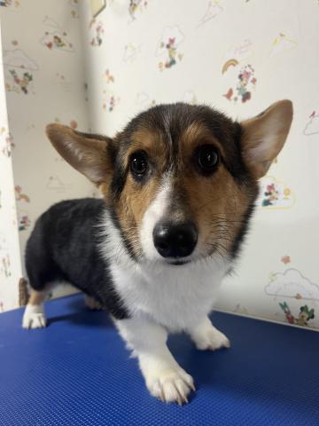 ウェルシュコーギーペンブローク