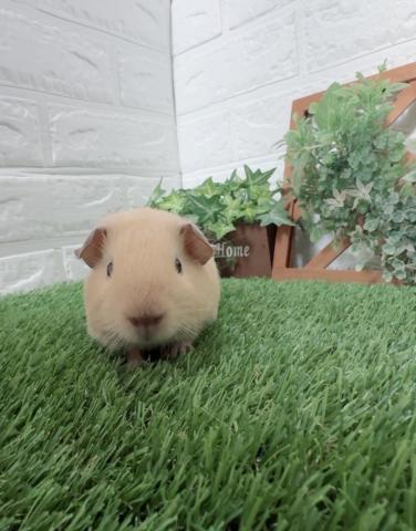 ロシアンスモークモルモット