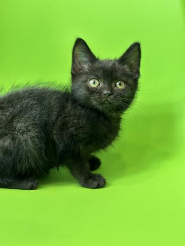 アメリカンショートヘアー4376