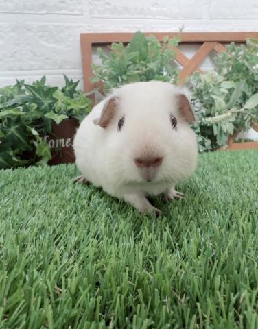 ロシアンスモークモルモット