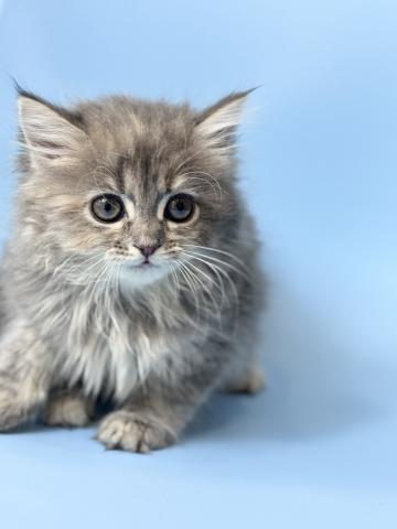 ラガマフィン7769