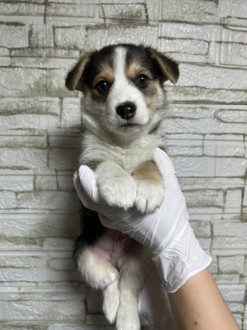 ウェルシュコーギーペンブローク5001