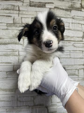 ボーダーコリー8897