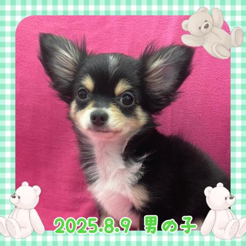 チワワ（ロングコート）