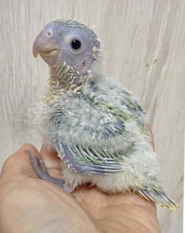 ミント　ウロコインコ