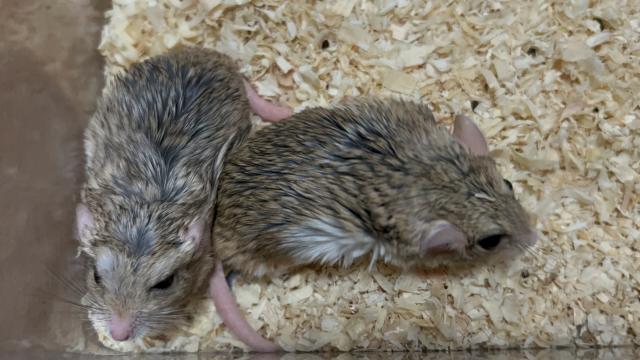 ファットテールジャービル