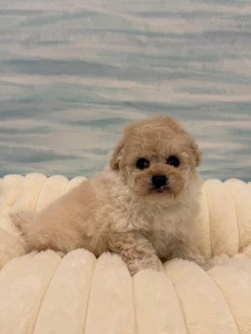 MIXトイプードル×MIX犬(パピヨン×ビションフリーゼ)