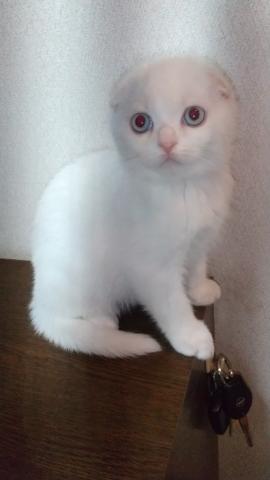 スコティッシュフォールド