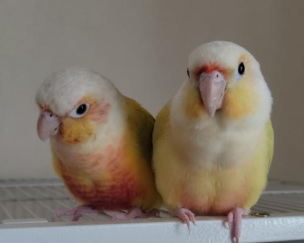 ウロコインコ サンチークspブルー