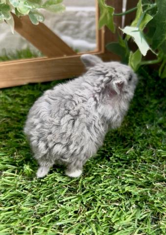 キャンベルハムスターRexブルー