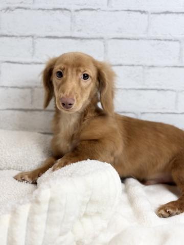 カニンヘンダックスフンド0166