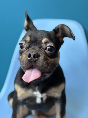 フレンチブルドッグ7524