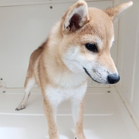 柴犬