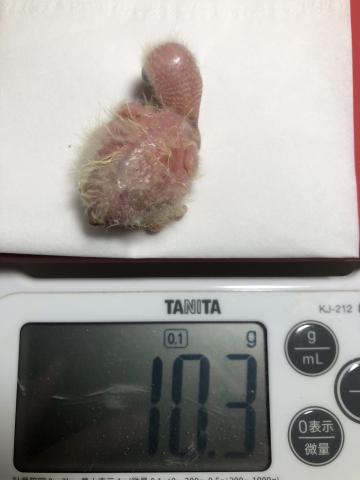 オキナインコの雛産まれました🐣